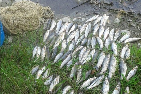 عاملان صید ماهی با برق در شوشتر دستگیر شدند
