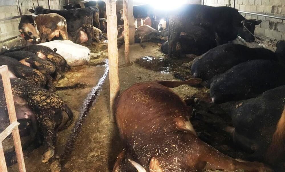 برق گرفتگی ۲۰ راس گاو را در نور تلف کرد