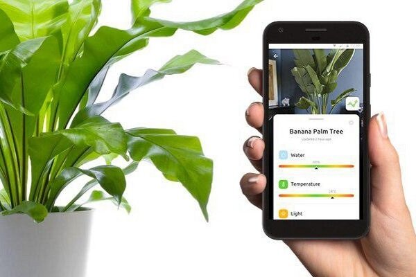 گیاهی که گوشی موبایل راشارژ میکند