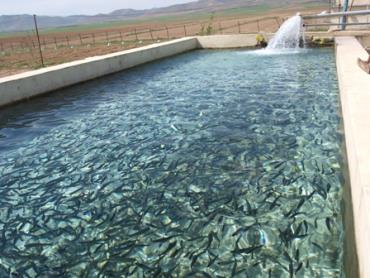 آبزیان پرورشی در آب‌های داخلی تولید می‌شوند