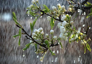کاهش ۴۳ درصدی بارندگی‌های خراسان جنوبی نسبت به مدت مشابه سال گذشته
