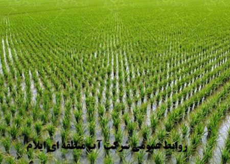 کاهش ۴۰ درصدی بارش‌ها در ایلام/ اعلام ممنوعیت کشت برنج در این استان