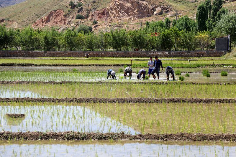 گرفتار شدن در توهم ترسالی اشتباه است/ مدیریت آب کشاورزی در بزرگترین قطب تولید برنج کشور تداوم یابد