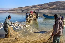 افزایش ۱۵ درصدی صید ماهی از دریاچه سد مهاباد